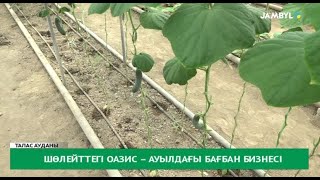 Шөлейттегі оазис – ауылдағы бағбан бизнесі