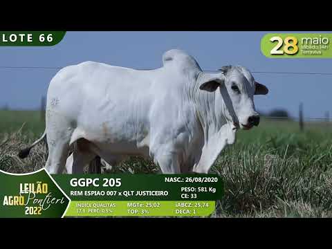 LOTE 66   GGPC 205