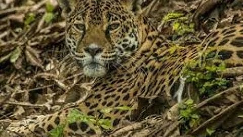 Advanced Persistent Threat (APT) - Part 2