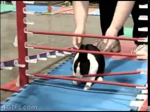 rabbit cheats at hurdles youtube