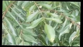 Daun Kari / Salam Koja / Teumurui ( Bahasa Aceh)