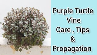 Purple Turtle Vine | Care, Tips and Propagation | My Little World #youtube