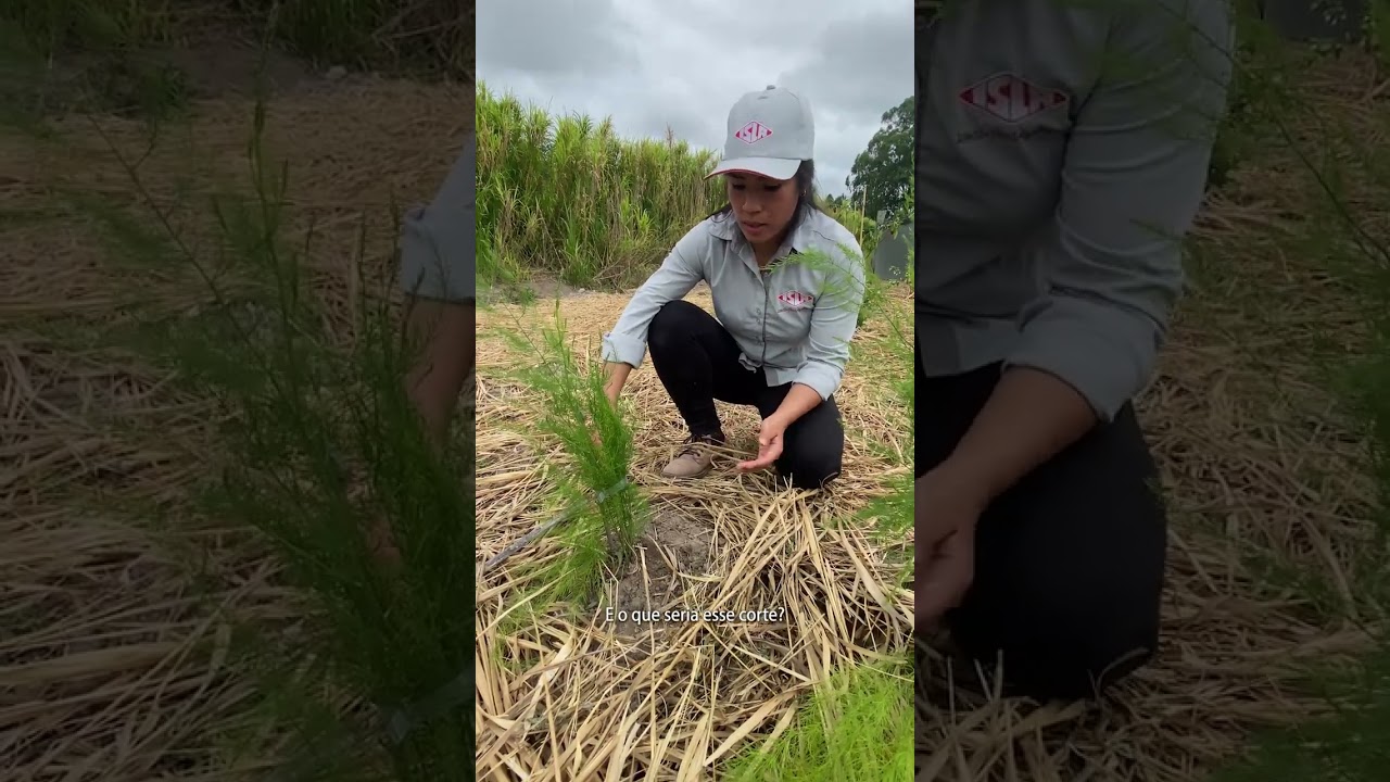 Hortas de ciclo longo: Aspargos