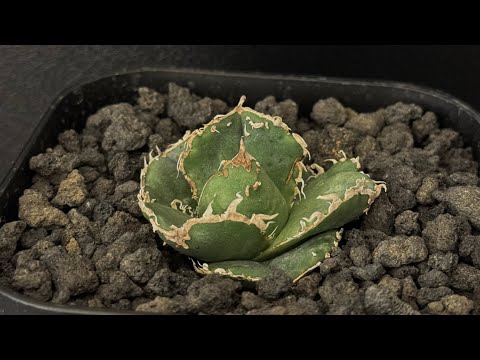 20241223 アガベ・チタノタ 蚩尤（芽）-001｜agave titanota