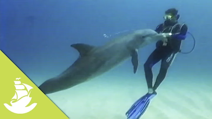 Wild dolphins and humans have a great friendship