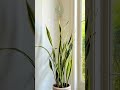 #sansevieria #snakeplant #dracaena #gardeninspiration