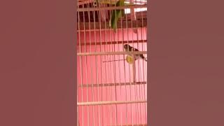 Paud Blackthroat ngeriwik panjang, tembus 1 menit 30 detik