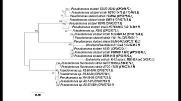 How To Make A Phylogenetic Tree From DNA Sequences | MEGA X Tutorial 👨🏻‍💻🧬