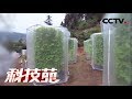 《科技苑》 20171218 蔬菜摞着长 亩产增三倍 | CCTV农业