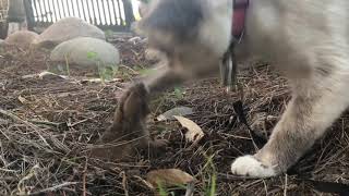 My Siamese cat catches her first gopher. by Rockartfortheheart Larry Martin Rocks 3,064 views 3 years ago 1 minute, 7 seconds