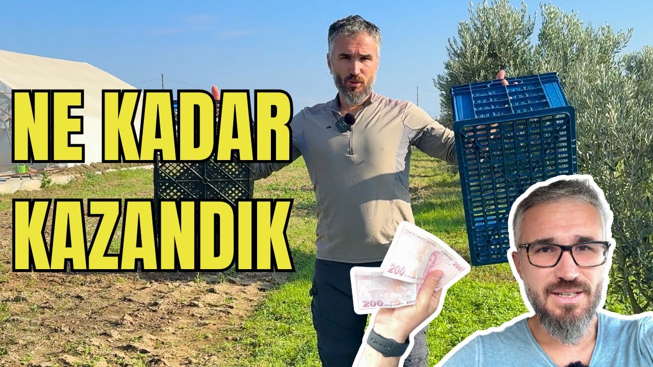 1 Dönüm Zeytinlik Ne Kadar Kazandırdı? 2025 Hasat Detayları