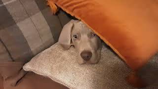 Weimaraner 13 Weeks Update  Hiding Under A Cushion  Computer Wiz Puppy
