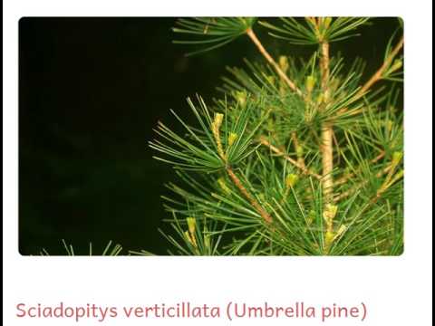 Sciadopitys verticillata Umbrella pine купить продажа