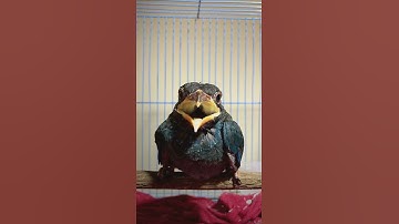 burung Tengkek Buto gacor tembakan rapat istimewa