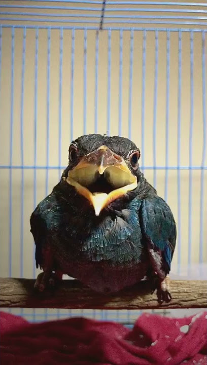 burung Tengkek Buto gacor tembakan rapat istimewa