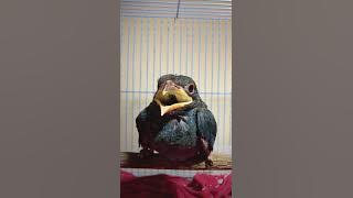 burung Tengkek Buto gacor tembakan rapat istimewa