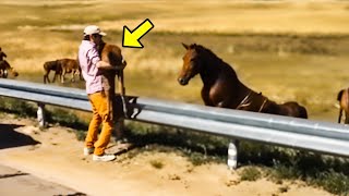 Der Mensch gab dem Pferd das verlorene Fohlen zurück, und dann geschah etwas Unglaubliches!