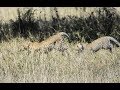 Tanzania Safari - The Big Five and many more animals