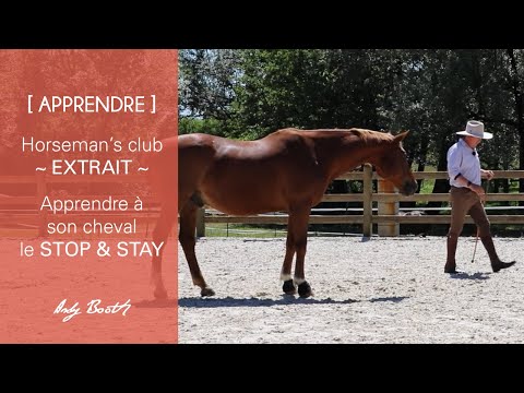 [ APPRENDRE ] Comment apprendre à son cheval à ne pas bouger = le 