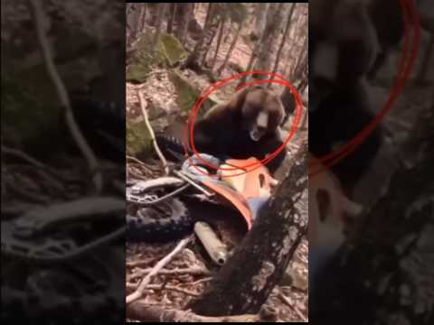 Мотоциклисты против медведя: Жесткая встреча в лесу! 🐻🏍️