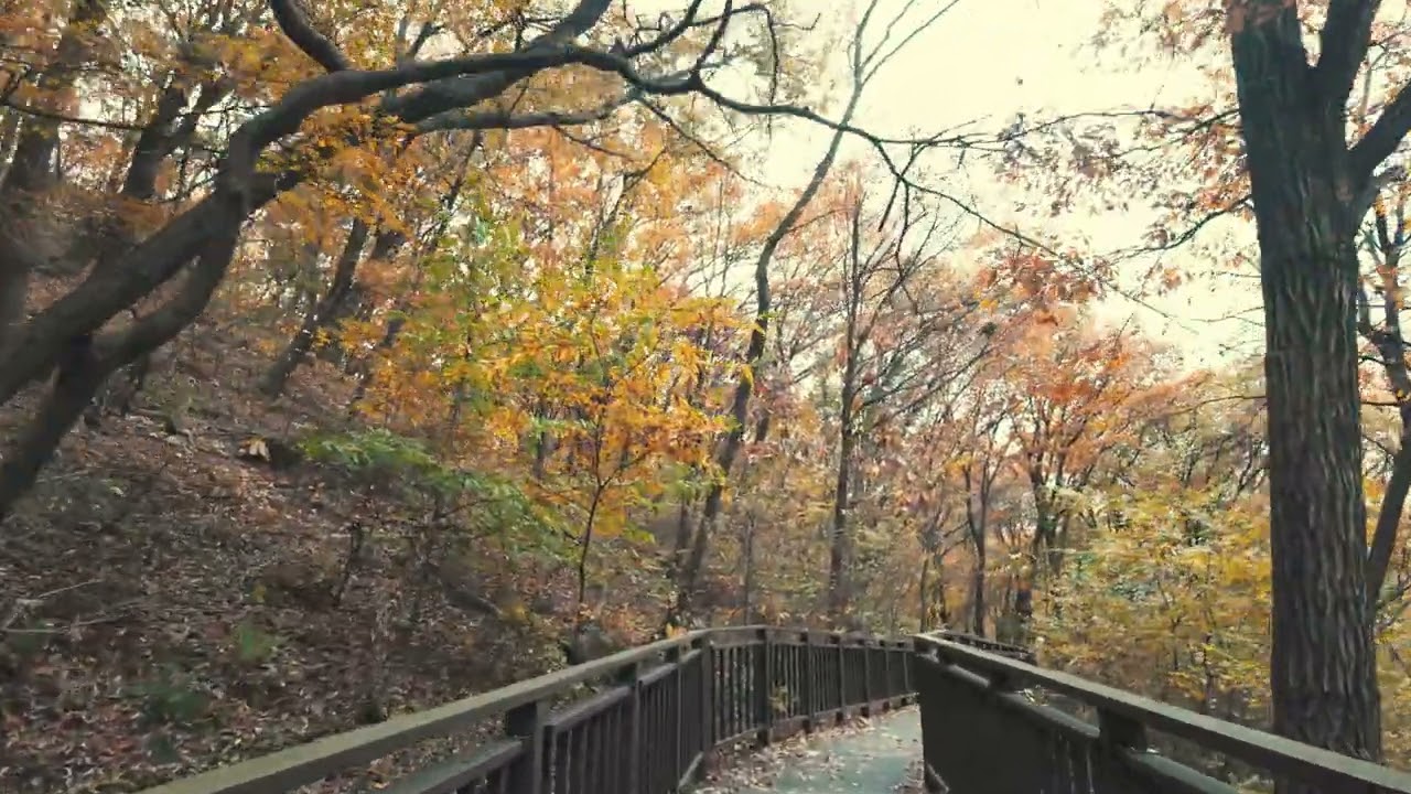 사이버 가을산책 (목소리 없음)