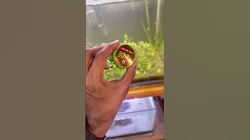 Digital thermometer for aquarium tank🐠#aquarium #fishtank #digitalthermometer #aquariumfish