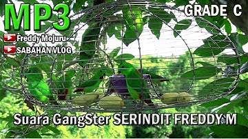 MP3 SUARA SERINDIT GANGSTER PEMIKAT.