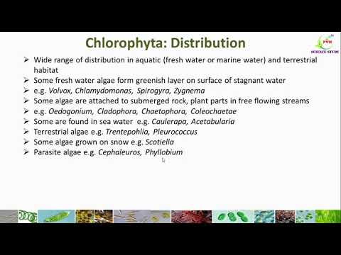 Chlorophyta Algae/Division Chlorophyta/ General Characters of Chlorophyta/distribution/life cycle