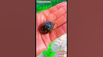 Flapshell turtle🐢 #viral #trending #shortvideo #pet #shortvideo #shorts #short #yt #ytshort #turtle