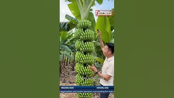Cây Chuối Có 10 Buồng Khiến Dân Mạng Sốc | Banana Tree With 10 Bunches in Vietnam