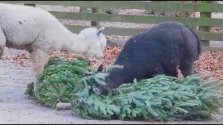 Watch Cape May Zoo Animals Play With Recycled Christmas Trees