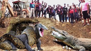 The Terrifying Confrontation Between Two Giant Animals: The Python and The Komodo Dragon