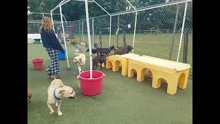 Playtime at Dogs On The Farm & Cats Too!