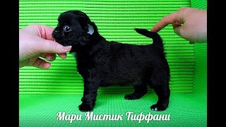 РАЗВЕДЕНИЕ ПОРОДЫ ЧИХУА - ОТВЕТЫ НА ВОПРОСЫ #КУПИТЬ ЩЕНКАЧИХУАПРОДАЮ( ПИТОМНИК "МАРИ МИСТИК" ) РАЗВЕДЕНИЕ ПОРОДЫ ЧИХУА - ОТВЕТЫ НА ВОПРОСЫ #КУПИТЬ ЩЕНКАЧИХУАПРОДАЮ( ПИТОМНИК "МАРИ МИСТИК" )