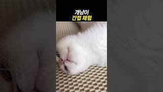 개냥이 간접 체험