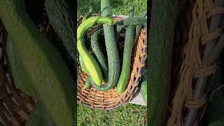 18 Cucumbers Picked In One Morning - China Jade, Marketmore 76, and Japanese Long