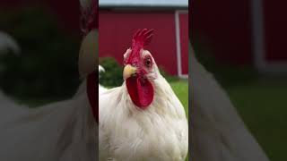 Hellmann's Canada Day