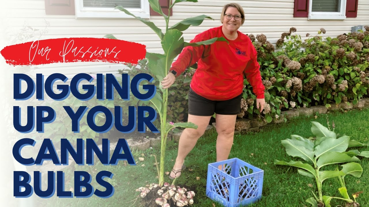 Digging Up Your Canna Bulbs