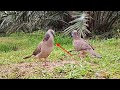 modal racik 11 mata tuntaskan burung ahli racik ahli menguku panjang suaranya nyaring bening