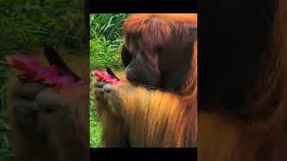 Orangutan Male Eating Fruit.