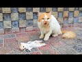 A crying mother trying to drag a man to her dying kitten just unbelievable