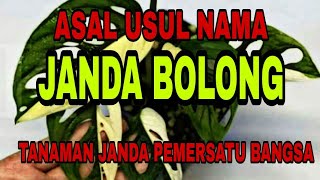ASAL USUL ATAU SEJARAH NAMA JANDA BOLONG / TANAMAN HIAS PEMERSATU BANGSA