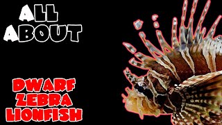 All About The Zebra Lionfish or Dwarf Zebra Lionfish