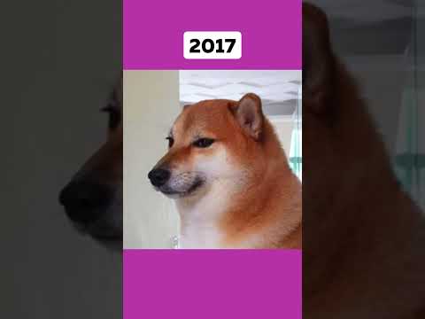 Герои Мемов Тогда и Сейчас 🥰 #ShibaInu & #PoliteCat #Мемы #ГероиМемов #Ностальгия #Подпишись #Shorts