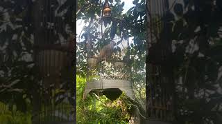 Burung Puter  Kedis Puteh Tabanan Bali
