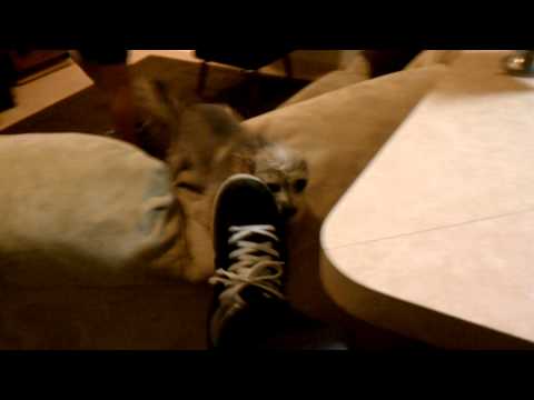 Viscous evil demon dog loves to eat my shoe.