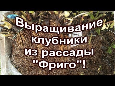 Рассада клубники 