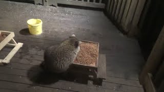 New Picnic Tables Bought For The Raccoons