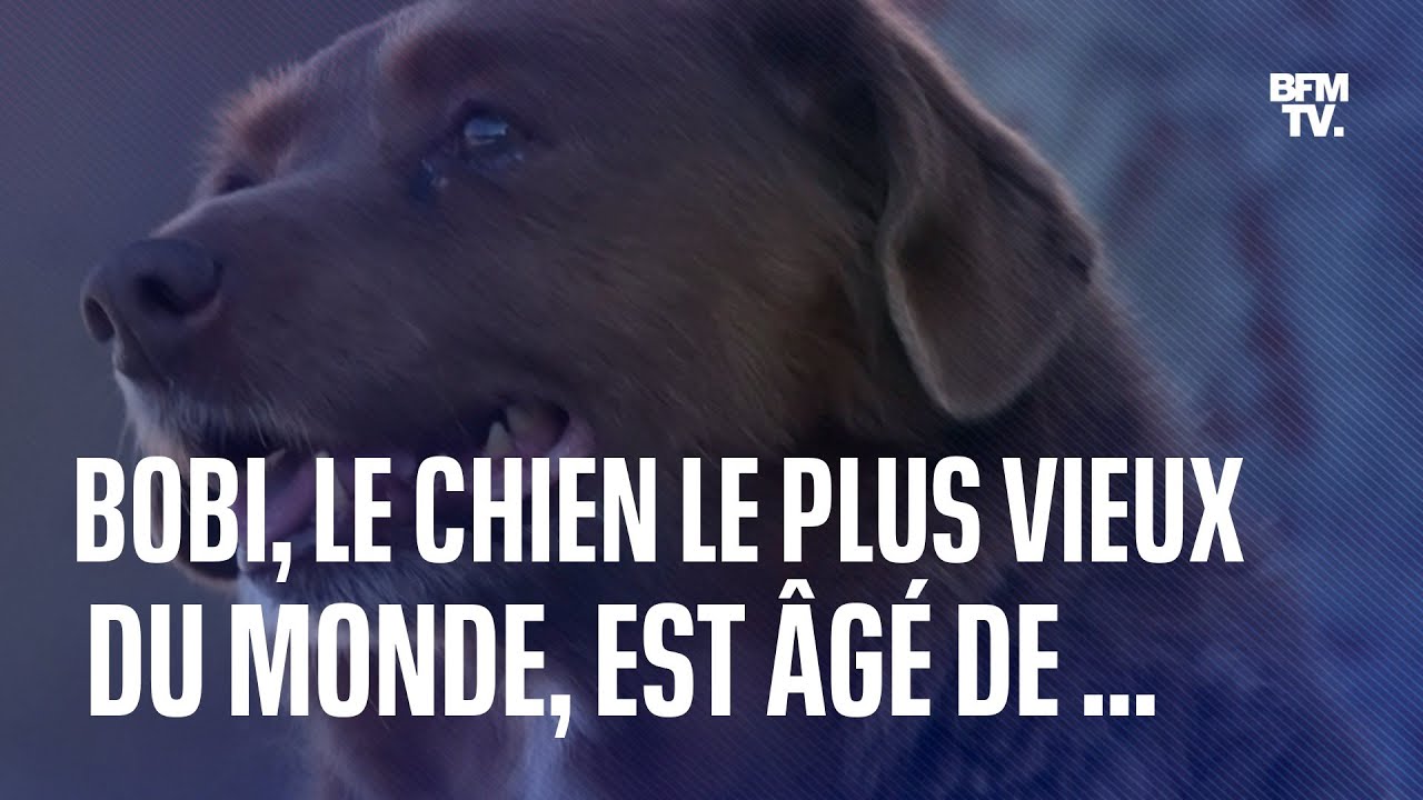 Bobi, le chien le plus vieux de l'histoire