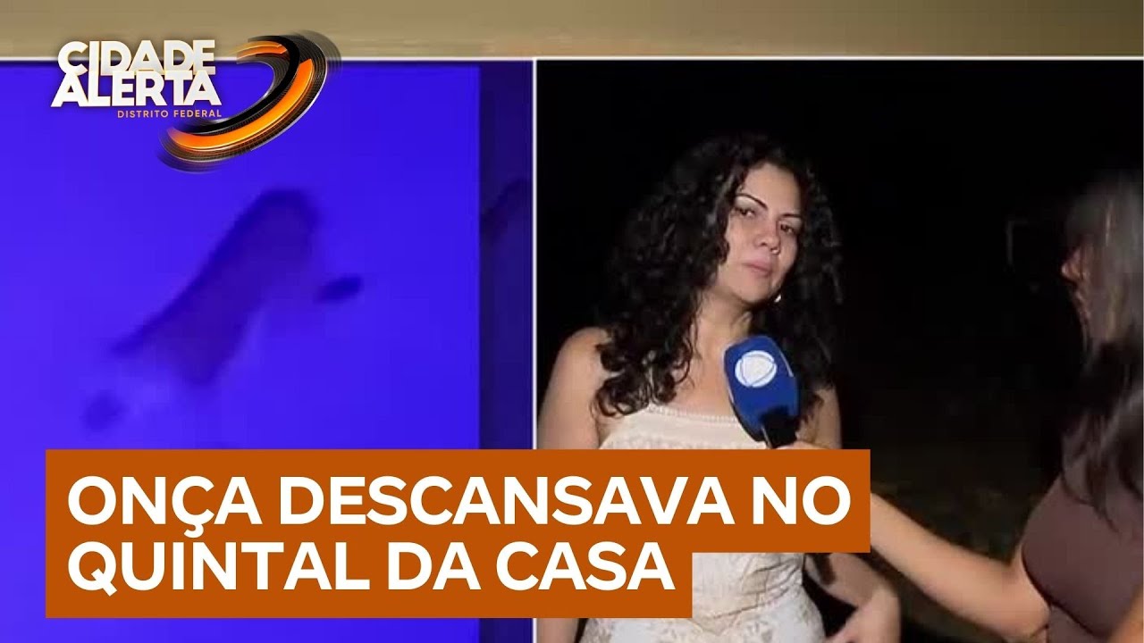 Moradora do DF relata encontro com onça-preta no quintal de casa | Cidade Alerta DF